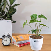 Syngonium Panda Galaxy (Very Rare), with 5.5 inches white decor pot